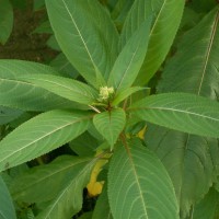 Himalayan Balsam